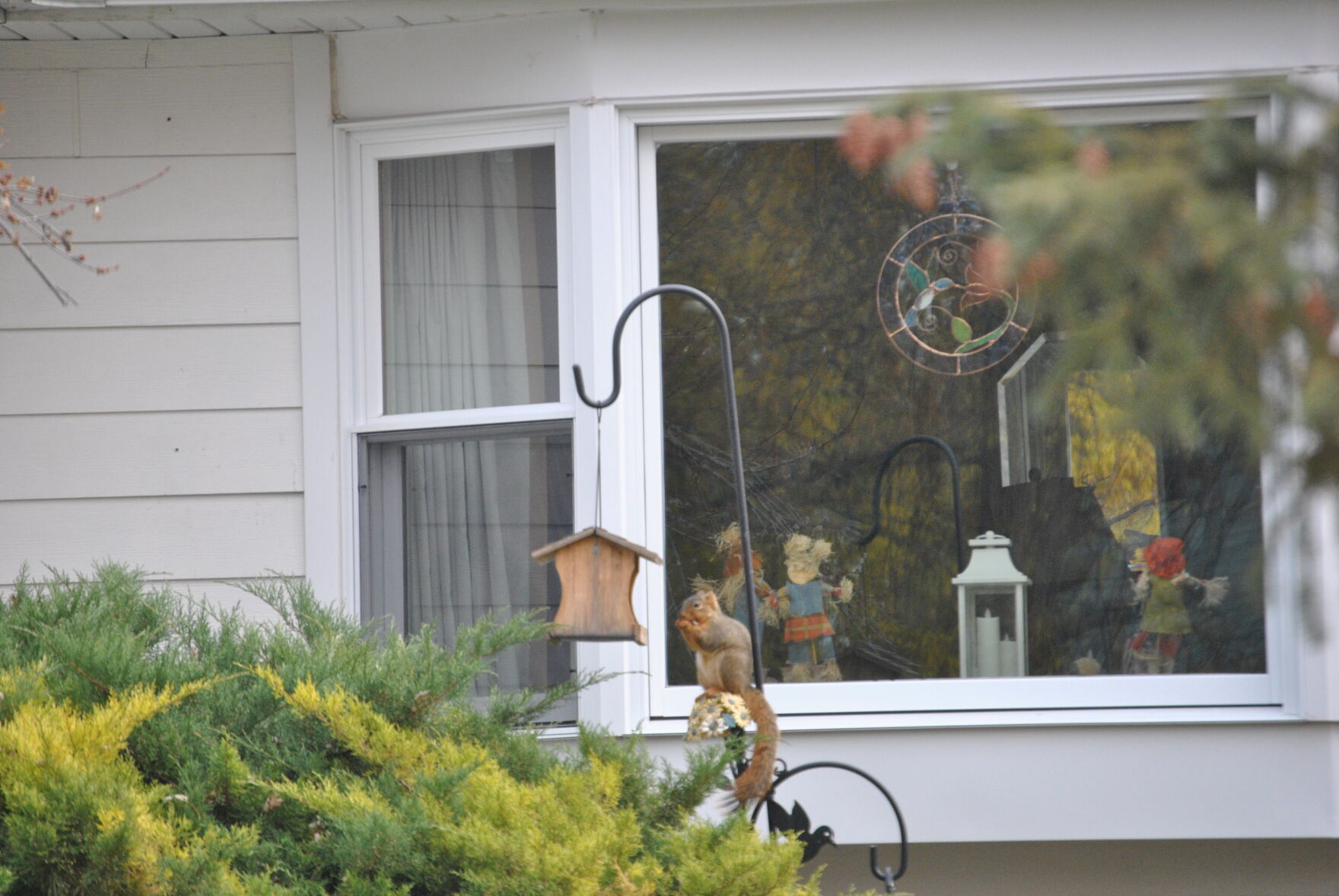 Squirrel!